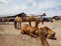 Hargeisa livestock market